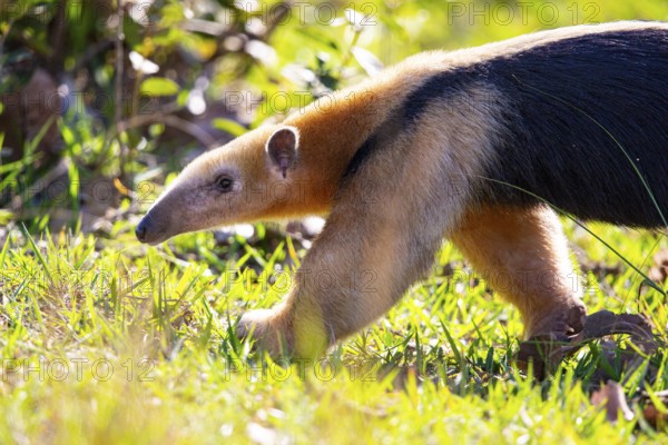 Southern tamandua (Tamandua tetradactyla) Pantanal Brazil