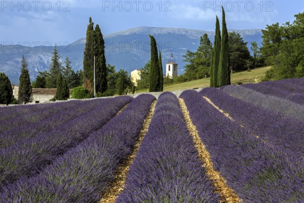Lavender field, flowering true lavender (Lavandula angustifolia), Roumoules, Plateau de Valensole, Provence, Provence-Alpes-Cote d Azur, South of France, France