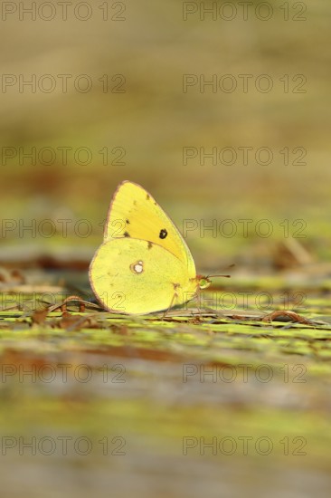 Pale Clouded Yellow, common hay butterfly (Colias hyale), or postilion (Colias croceus), in a meadow, butterfly, family of white butterflies, Wilnsdorf, North Rhine-Westphalia, Germany