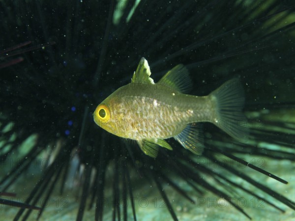 Close-up view of a single fish with bright yellow eyes, flagfin cardinalfish (Ostorhinchus hoevenii), in front of a diademed sea urchin (Diadema setosum), dive site Secret Bay, Gilimanuk, Bali, Indonesia