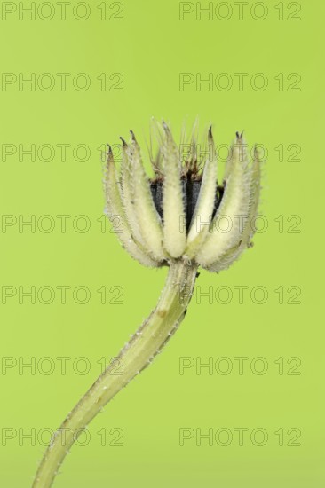 Cretaceous ragwort (Hedypnois rhagadioloides, Hedypnois cretica), fruit stand, Camargue, Provence, southern France