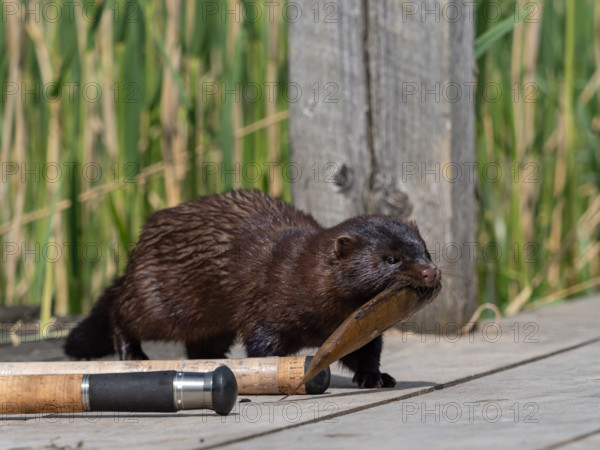 A mink captures a rudd from an angler