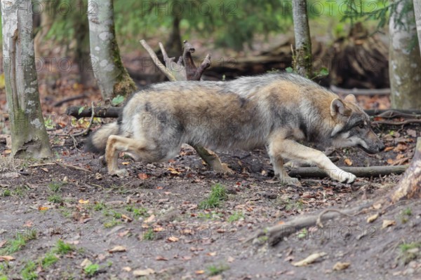 A young grey wolf (Canis lupus lupus) stalks one of its siblings on a cloudy day in the forest