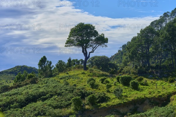 A single tree stands on a green hill under a cloudy sky in a tranquil landscape, Cathedral Cove, Hahei, Coromandel Peninsula, North Island, New Zealand