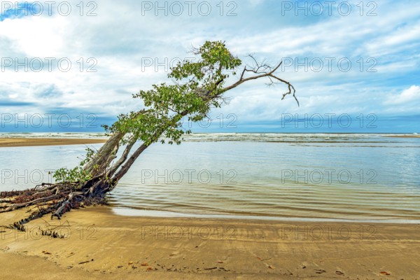 Dry and twisted tree on the beachfront in Serra Grande on the southern coast of the state of Bahia, Serra Grande, Bahia, Brazil