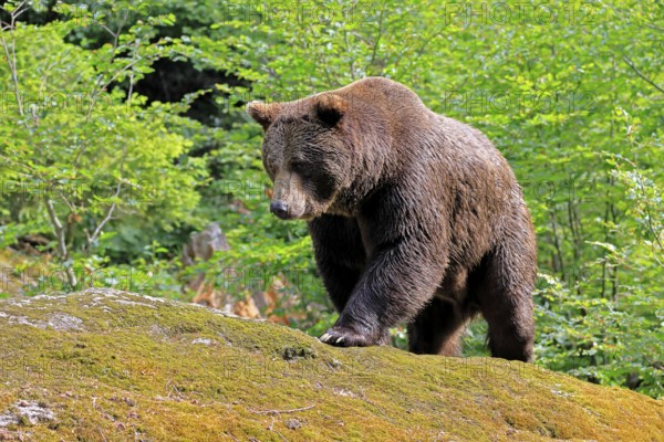 Eurasian brown bear (Ursus arctos arctos), adult, female, foraging, alert, in summer, Bavarian Forest National Park, Germany
