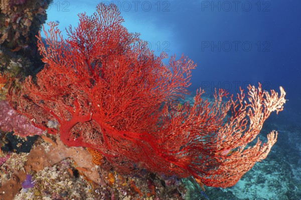 Red knot fan (Melithaea ochracea) shows vivid colours in the deep underwater world, dive site Crystal Bay, Nusa Ceningan, Nusa Penida, Bali, Indonesia