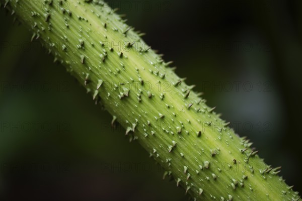 Stem detail, mammoth leaf (Gunnera manicata) or giant rhubarb, Inverewe Gardens, Poolewe, Loch Ewe, Highlands, Highlands, Scotland, Great Britain