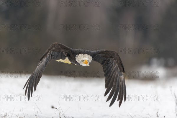 One Bald Eagle, Haliaeetus leucocephalus, flying over a snowy meadow with a birch tree forest in the background on an overcast winter day