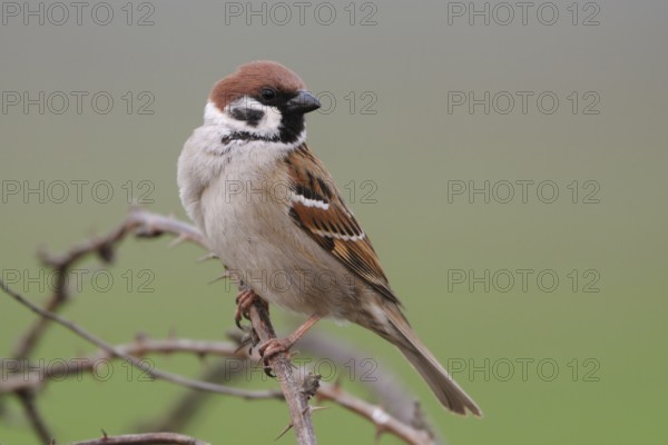 Eurasian Tree Sparrow (Passer montanus) male perched on a branch, North Rhine-Westphalia, Germany