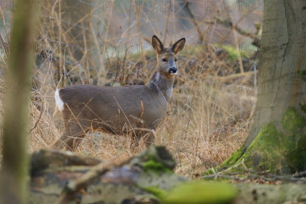 Roe deer (Capreolus capreolus), standing in the forest between trees, winter coat, Germany