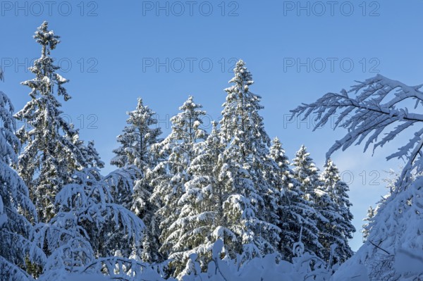 Snowy trees, conifers, forest, snow, winter, Sieversen, Samtgemeinde Rosengarten, Lower Saxony, Germany