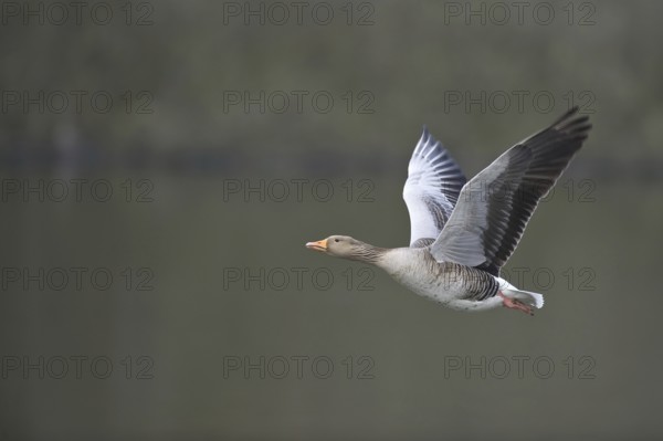 Greylag Goose (Anser anser) flying, Texel, Netherlands