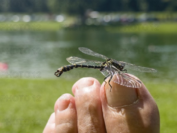 Onychogomphus forcipatus (Onychogomphus forcipatus) sitting on foot toe, Lake Neubeur, Bavaria, Germany