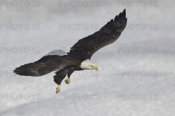 Bald Eagle (Haliaeetus leucocephalus) flying, Iowa, USA
