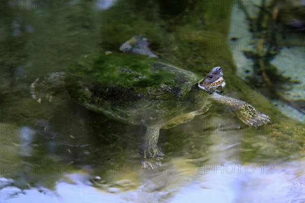 Tabasco tortoise (Dermatemys mawii), adult, in water, swimming, Central America