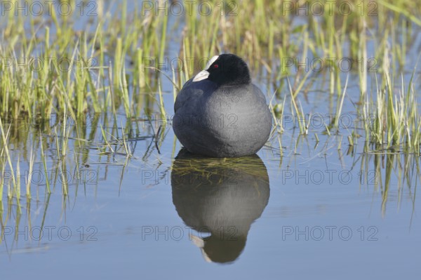 Eurasian Coot (Fulica atra), swimming on the lake shore, with reflection, Lake Dümmer, Lower Saxony, Germany