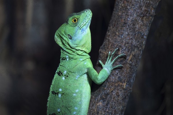 Lesser Antillean Iguana (Iguana delicatissima), juvenile, captive, Germany