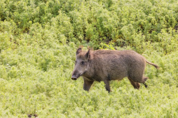 A wild boar (Sus scrofa) runs across a field of wild chamomile (Matricaria chamomilla). Bavaria, Germany