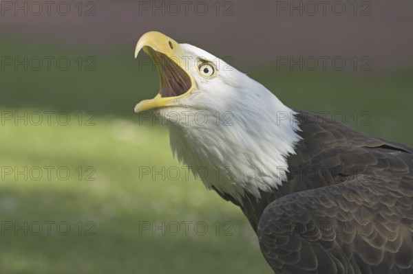 Bald Eagle (Haliaeetus leucocephalus) calling, British Columbia, Canada