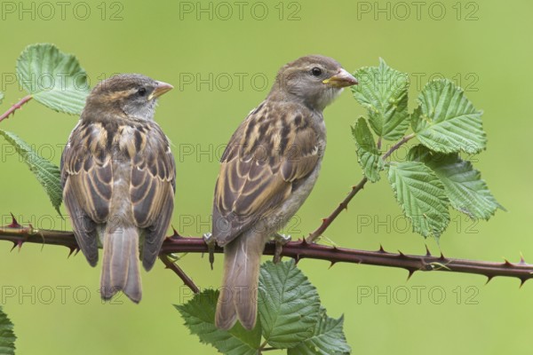 House Sparrow (Passer domesticus) juvenile, Berlin, Germany