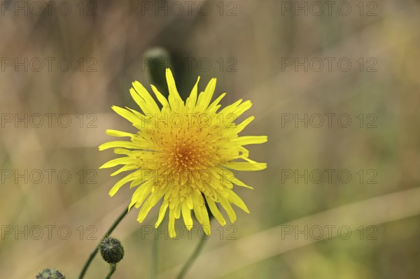 Wiesenpippau (Crepis biennis), yellow flower by the wayside on the Moselle, Cochem, Rhineland-Palatinate, Germany