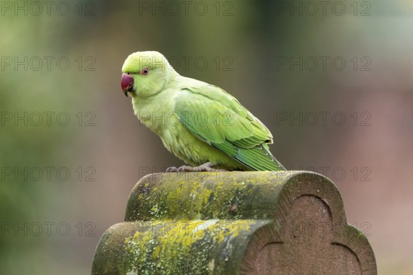 Rose-ringed parakeet (Psittacula krameri) on a gravestone, wildlife, Germany