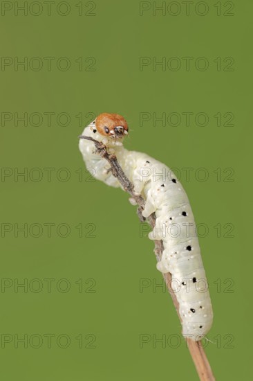 Frosted green (Polyploca ridens), caterpillar, North Rhine-Westphalia, Germany