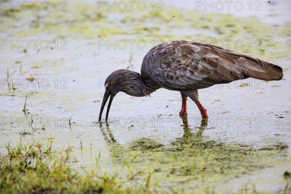 Plumbeous ibis (Harpiprion caerulescens) Pantanal Brazil