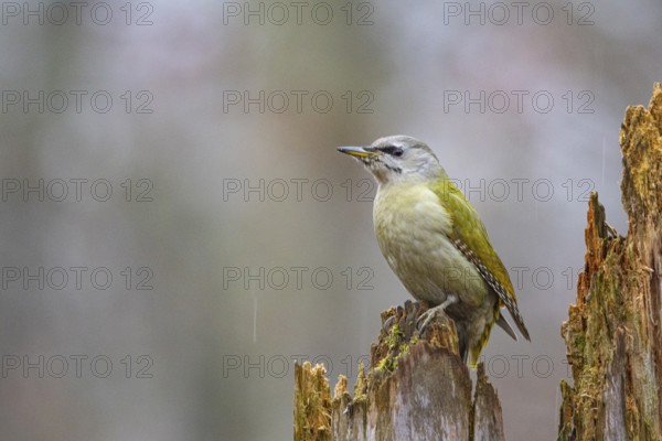 Grey-headed Woodpecker (Picus canus) wbl Germany