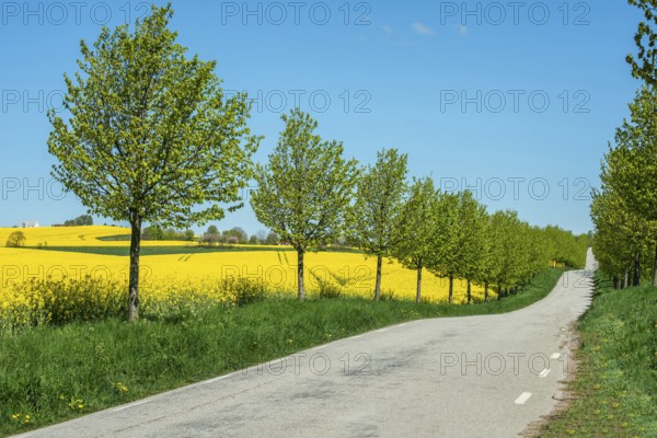 Country road at avenue and rapeseed field and blue sky in Charlottenlund, Ystad municipality, Skåne county, Sveden, Scandinavia
