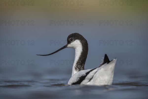 Pied Avocet (Recurvirostra avosetta), Schleswig-Holstein, Germany