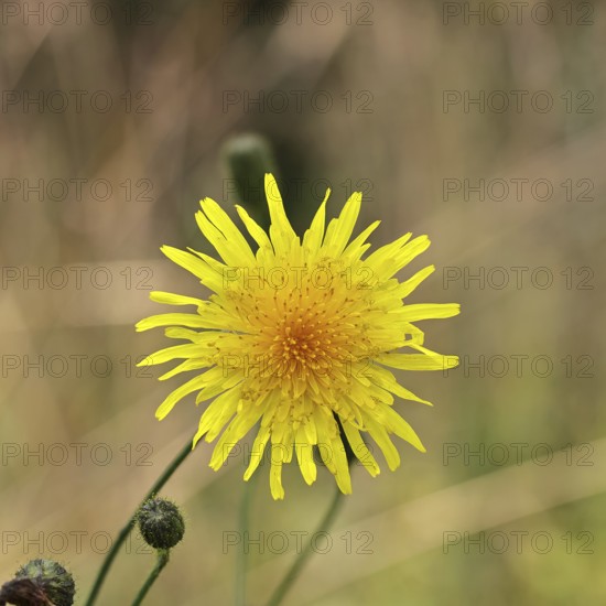 Wiesenpippau (Crepis biennis), yellow flower by the wayside on the Moselle, Cochem, Rhineland-Palatinate, Germany