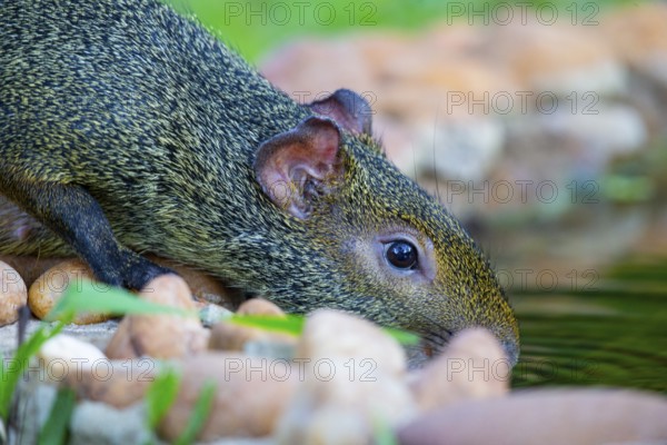 Azara's agouti (Dasyprocta azarae) Pantanal Brazil