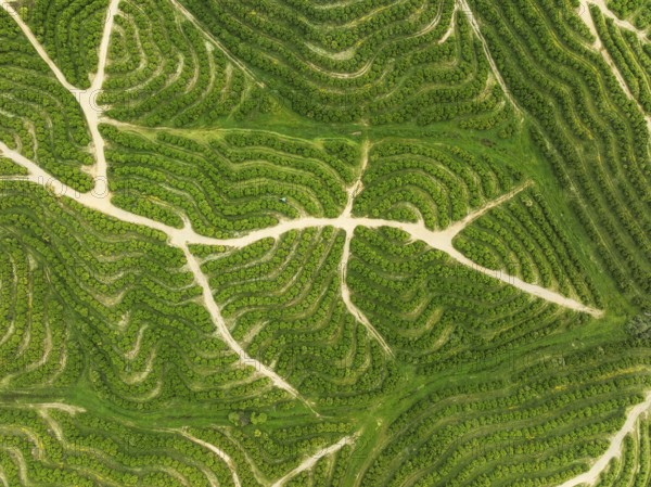 Cultivated orange trees (Citrus sinensis) and network of agricultural roads. Aerial view. Drone shot. Huelva province, Andalusia, Spain