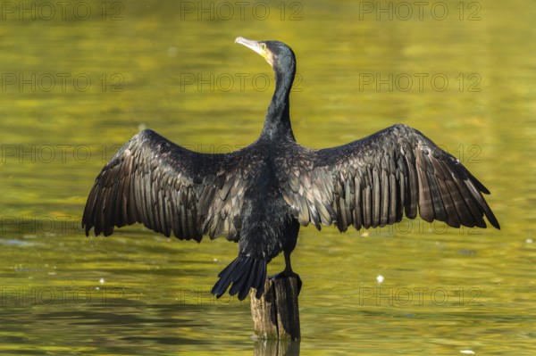 Great cormorant (Phalacrocorax carbo) with spread wings, wildlife, Germany