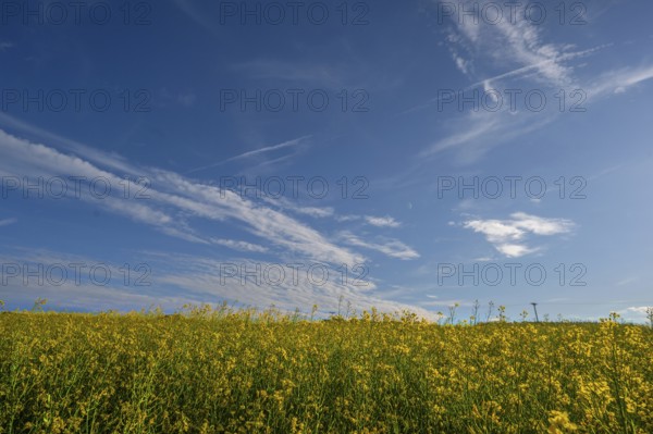 Flowering rape field, (Brassica napus) cloudy sky, Beerbach, Middle Franconia, Bavaria, Germany