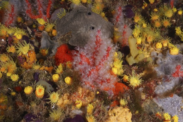 Red and white coral (Corallium rubrum) surrounded by colourful underwater life. Dive site Marine reserve Cap de Creus, Rosas, Costa Brava, Spain, Mediterranean Sea