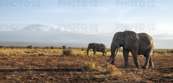 Two African elephants (Loxodonta africana) in a picturesque landscape with the summit of Mount Kilimanjaro, the famous Super Tusker elephant Craig with his friend Pascal, old male with long tusks, in the evening light, Kajiado County, Kenya