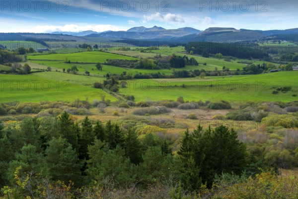 Auvergne Volcanoes Regional Natural Park. The Narse d'Espinasse (bog), in background the Monts Dore. Puy de Dome. Auvergne-Rhone-Alpes. France