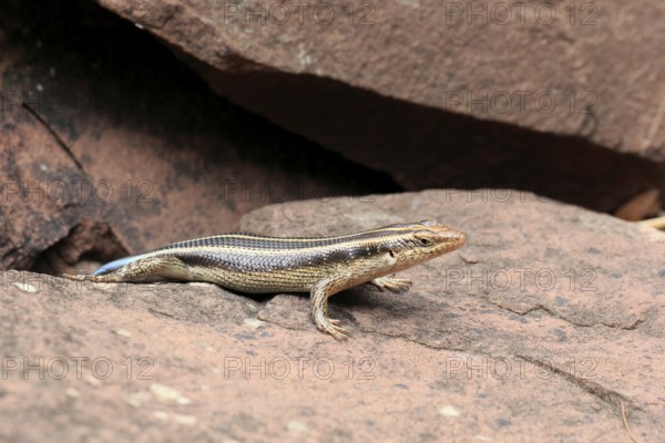 Rainbow skink (Trachylepis margaritifera), adult, female, at the den, foraging, Kruger, Kruger National Park, South Africa