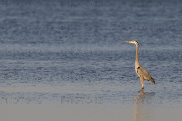Great Blue Heron (Ardea herodias), Florida, USA