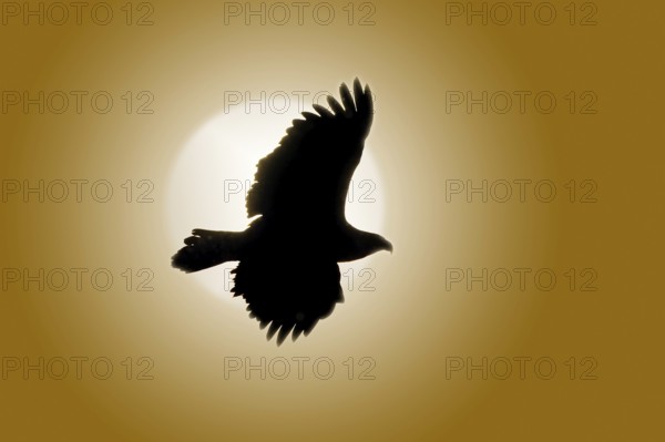 Bald Eagle (Haliaeetus leucocephalus), Alaska, USA