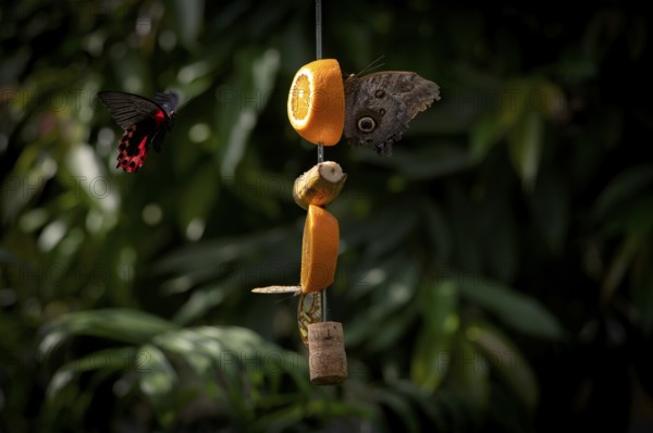 Spotted butterfly (Nymphalinae) and banana butterfly (Caligo eurilochus), sitting on a piece of orange, banana, in the butterfly house on the island of Mainau, district of Constance, Baden-Württemberg, Germany