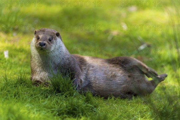 An otter lying relaxed in the grass, surrounded by green foliage, European otter (Lutra lutra), Germany