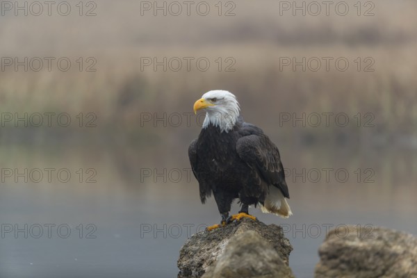 One Bald Eagle, Haliaeetus leucocephalus, standing on a rock in the shallow water ashore a small pond on a foggy cold autumn day