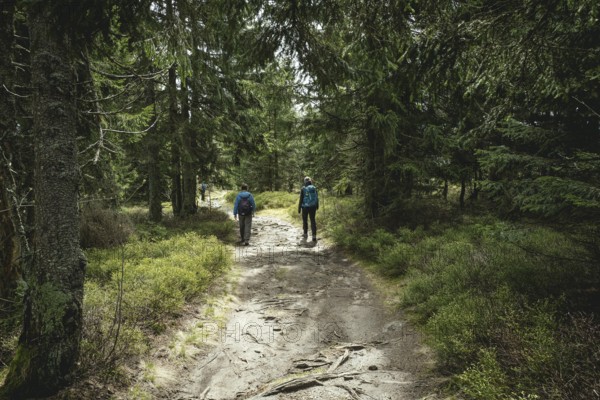 Path from Gentiana bavarica to the Kleiner Arber, Bavarian Forest, Bavaria, Germany