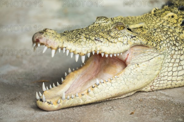 Saltwater crocodile (Crocodylus porosus) swimming lying on the groung with its mouth open, captive
