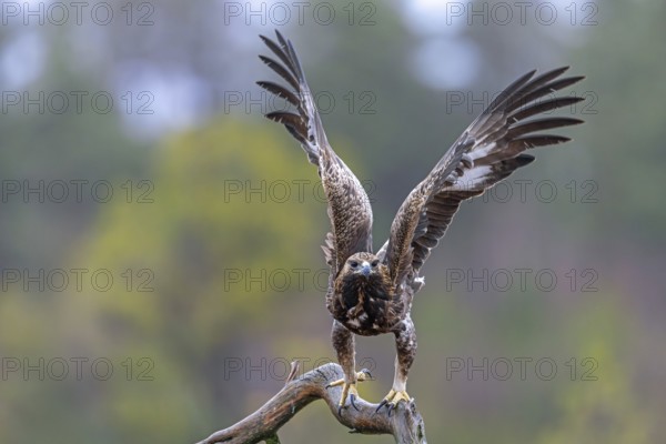 European golden eagle (Aquila chrysaetos chrysaetos) immature taking off from branch in moorland, heathland in winter