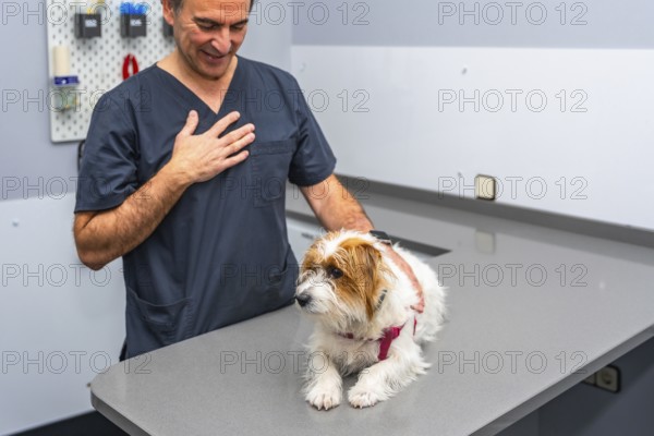 Veterinarian gently comforting a small dog lying on the examination table in a modern veterinary clinic, providing reassurance and care